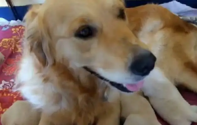 The blond couple took care of the baby, but the dog got warmed up