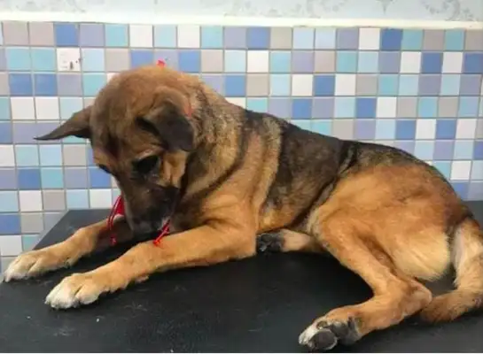 The dog was sent to a shelter for 10 years to watch the police station