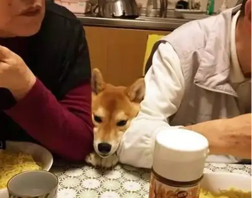 The owner took the dog out to the party so that the table could eat, even if the face had changed