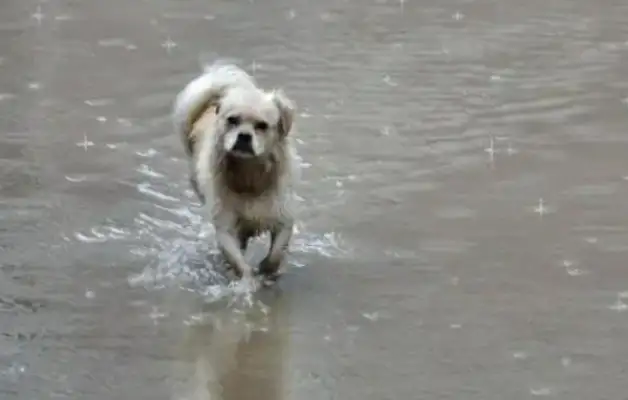 Dogs run out of town in the rain, and the master takes a shower from the road