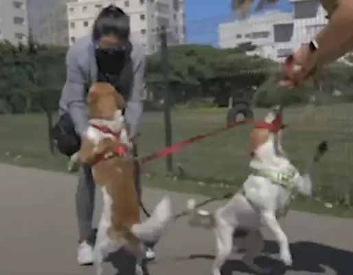 The dog brother who fights for food