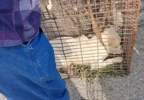 60 for 300, scared of a bunch of white dogs caught by dogs and put in sacks