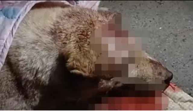 Two men beat dogs with sticks in the street, the woman cried and stopped. Police: the dog was sent to help. Stop