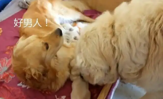 The blond couple took care of the baby, but the dog got warmed up