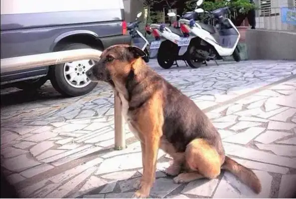 The dog was sent to a shelter for 10 years to watch the police station