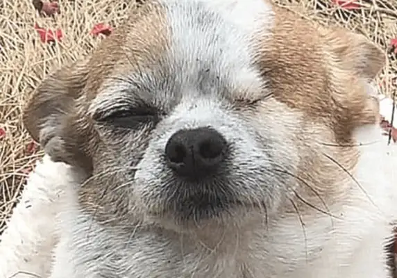 When the master set fire to the fire, the dog came in, and his fur was blown out