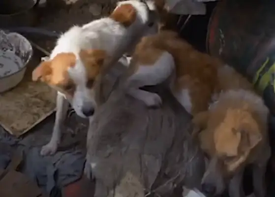 The dog brother who fights for food