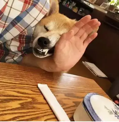 The owner took the dog out to the party so that the table could eat, even if the face had changed