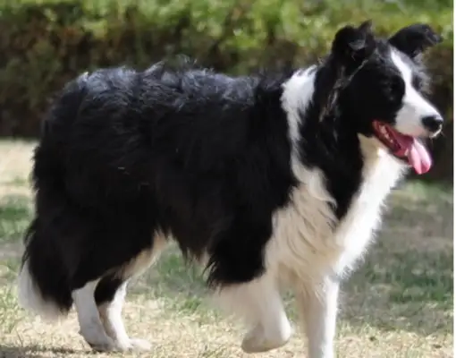 The pet dog snuck into the subway station and the crew went looking for his master