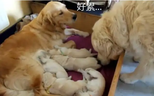 The blond couple took care of the baby, but the dog got warmed up