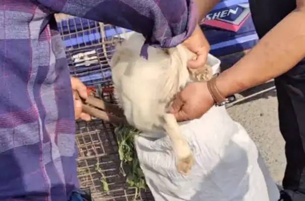 60 for 300, scared of a bunch of white dogs caught by dogs and put in sacks
