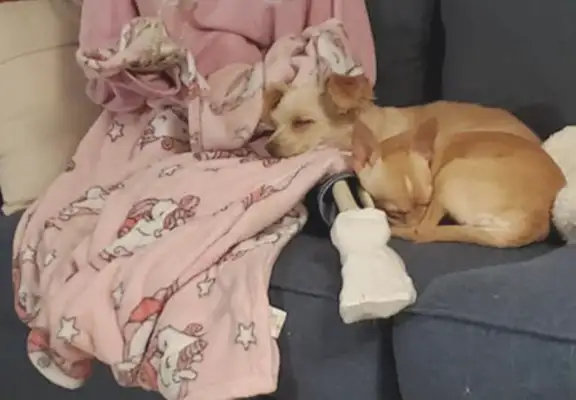 The dogs are too sticky, and the netizens have a skull man. They've been fooled