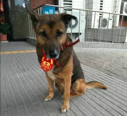 The dog was sent to a shelter for 10 years to watch the police station