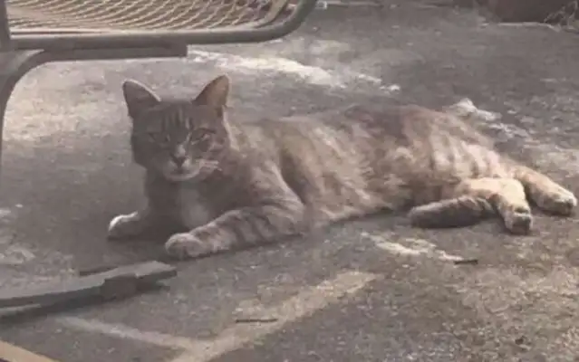 The next cat used to run in the yard just waiting for his best friend