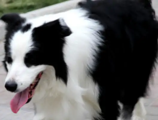 The pet dog snuck into the subway station and the crew went looking for his master