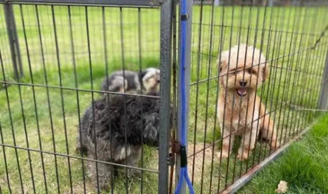 Free adoption of a dog. Today, the 15 little darlings have been taken