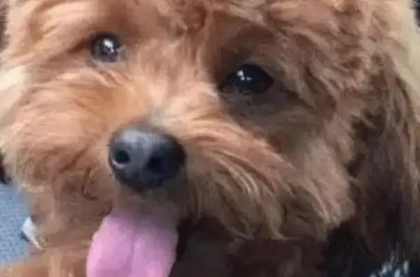The owner sent the Teddy Dog to the pet store and picked it up and found Teddy's tongue missing