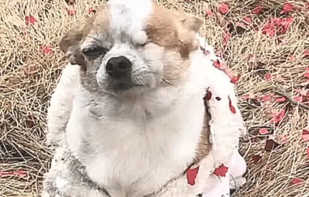 When the master set fire to the fire, the dog came in, and his fur was blown out
