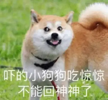 You know, the dog has 800 people who fake ball-throwing