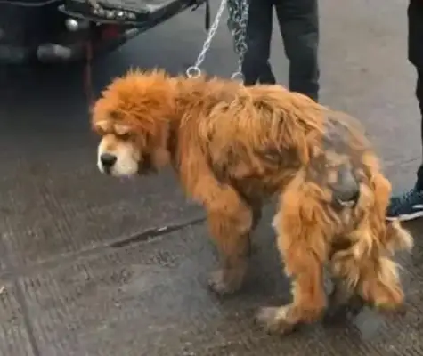 The dog is about to be slaughtered, and the dog's reaction is sore when he buys the food