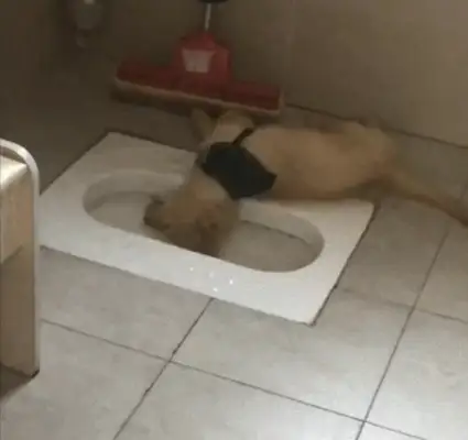 The doggy fell to bed by the toilet, and it's all smoky. Is it drunk