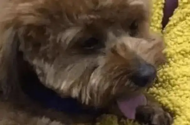 The owner sent the Teddy Dog to the pet store and picked it up and found Teddy's tongue missing