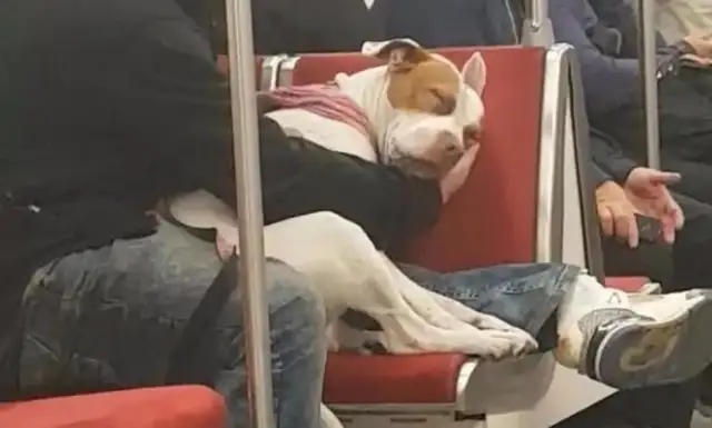 Bitters are trapped in a subway station and they're sleeping