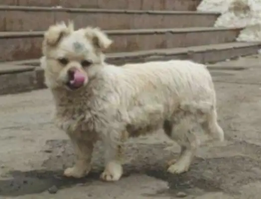 A stray dog walks into a store by the road