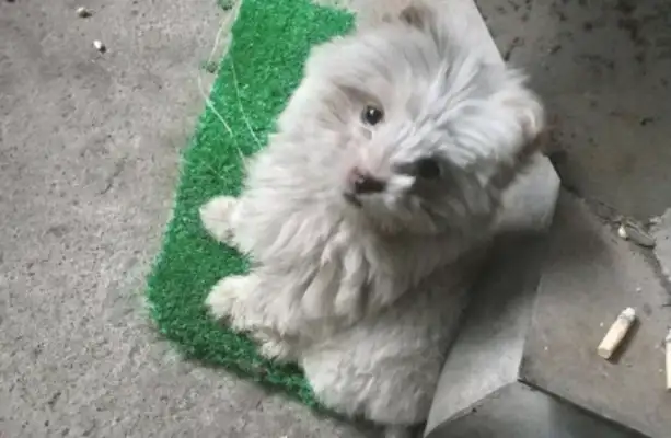 When the girl fed the stray dog some food, she followed the little guy in the back of the door