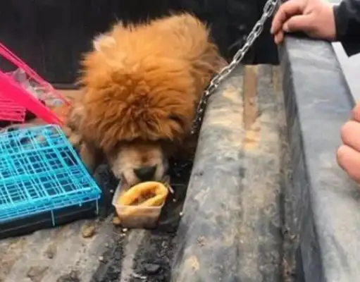 The dog is about to be slaughtered, and the dog's reaction is sore when he buys the food