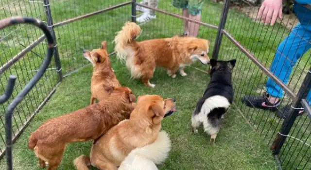 Free adoption of a dog. Today, the 15 little darlings have been taken