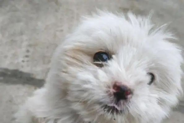 When the girl fed the stray dog some food, she followed the little guy in the back of the door