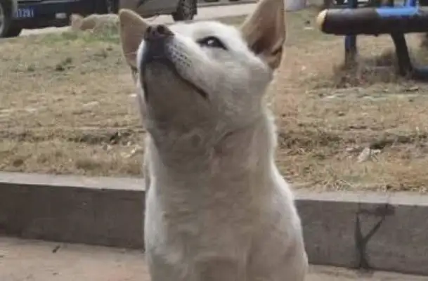when the dog showed up, the woman gave him a few pieces of meat, and the dog turned into a cat