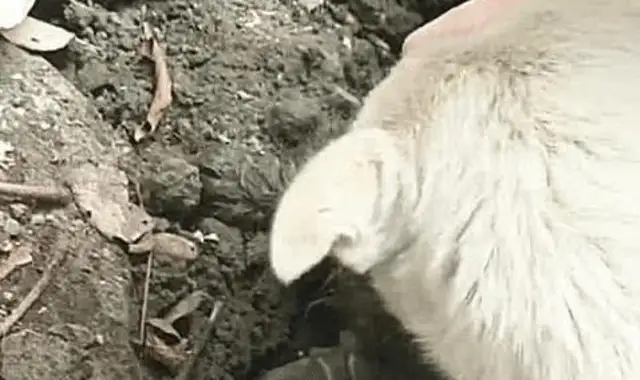 The dog was barking at the ground, thinking he was burying the baby, digging it up and making people cry