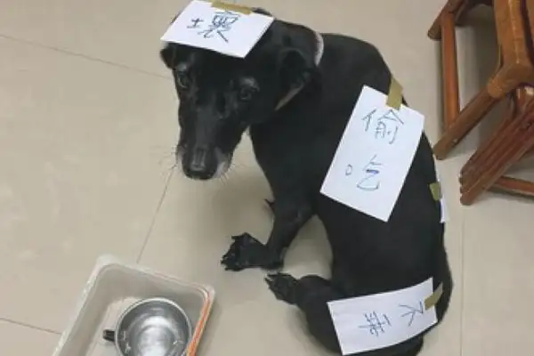 The dog ate the cat canned, and the owner put a pencil on the paper and put it on him