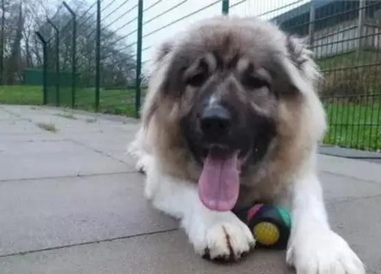 Two days after a minor dog was rescued, he ate the rescue center