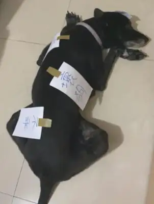The dog ate the cat canned, and the owner put a pencil on the paper and put it on him