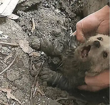The dog was barking at the ground, thinking he was burying the baby, digging it up and making people cry