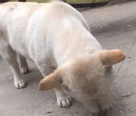 when the dog showed up, the woman gave him a few pieces of meat, and the dog turned into a cat