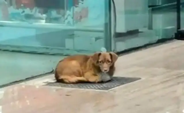 The owner of the Royal Dog Airport spent a year using the plastic bottle as a toy, and the owner became home without coming