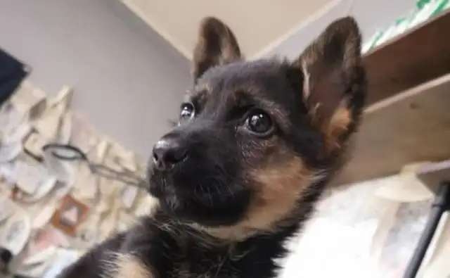 Dejima grew up with a young dog, and he didn't know anything