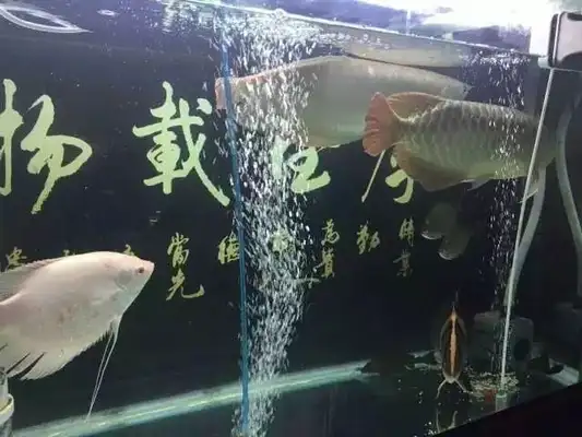 Fish-raising three axes: What good does it do for fish