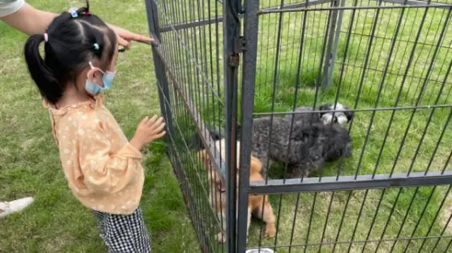 Free adoption of a dog. Today, the 15 little darlings have been taken