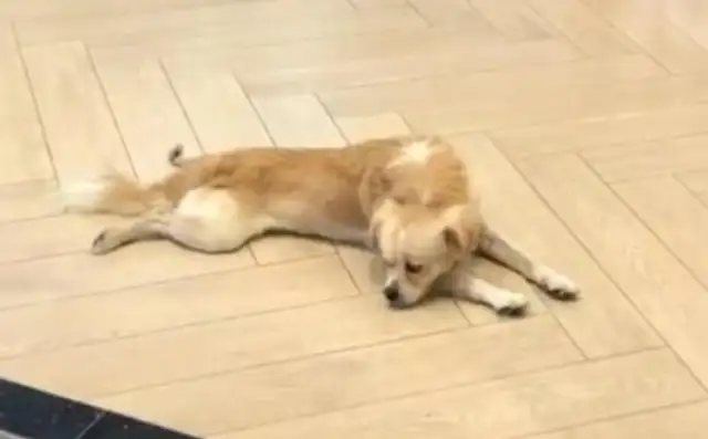 The owner of the Royal Dog Airport spent a year using the plastic bottle as a toy, and the owner became home without coming