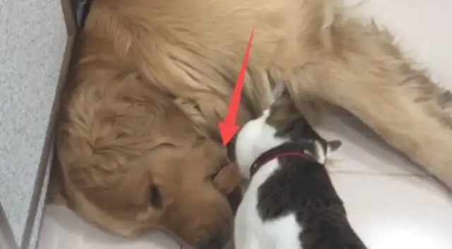 Cats try to steal the food from the golden hair and wake it up. Go on