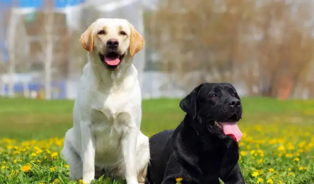 The most popular dog in America