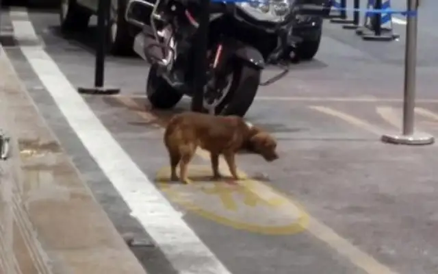The owner of the Royal Dog Airport spent a year using the plastic bottle as a toy, and the owner became home without coming
