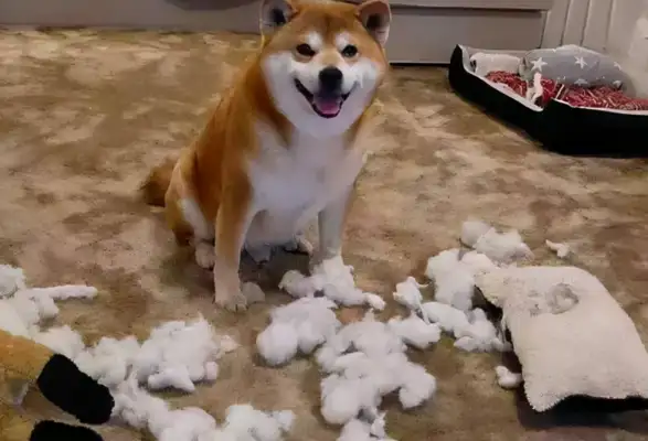 Buying a little red doggy, the merchant said it was natural