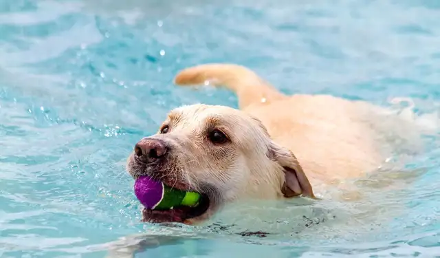 The most popular dog in America