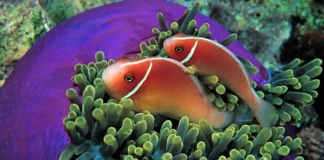 Fish-raising three axes: What good does it do for fish